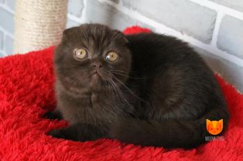 Mishel MeowClub *BY